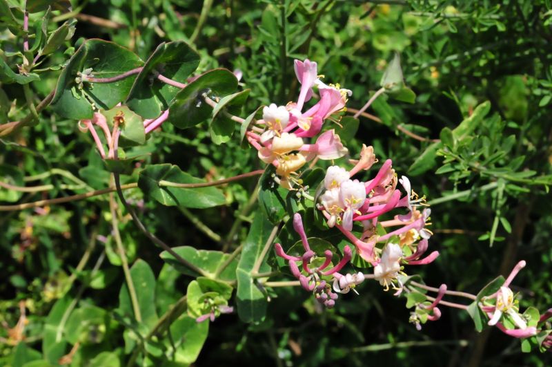 Lonicera implexa / Caprifoglio mediterraneo